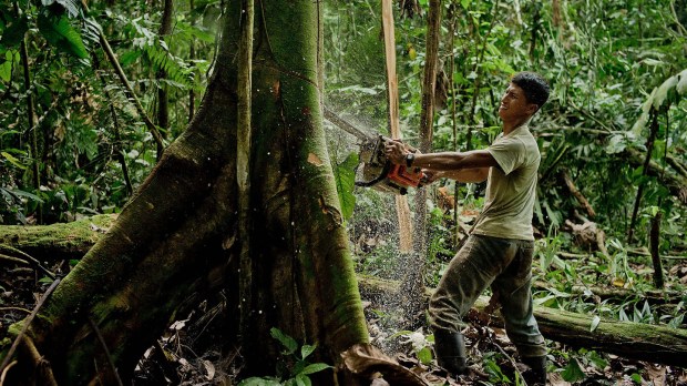 web-ecuador-amazonia-cutting-down-tree-global-climate-change-photo-by-tomas-munita-for-center-for-international-forestry-research-cifor-cc