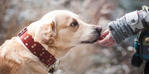Oración para despedir a una mascota