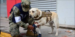 Frida y Titán: los héroes de cuatro patas del terremoto en México