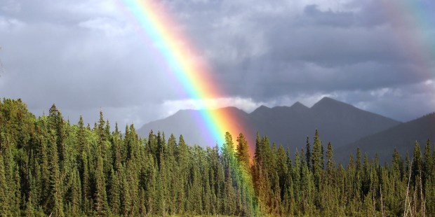 RAINBOW FOREST