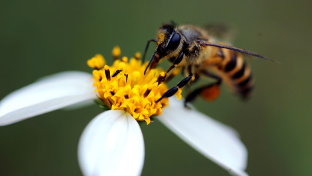BEE,FLOWER