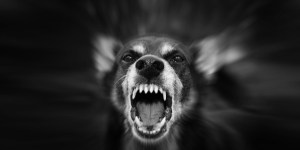 Gris, el perro ángel guardián de Don Bosco