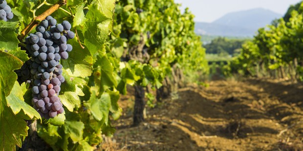 GRAPES