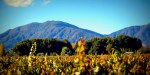 VINEYARD