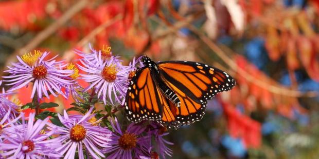 Santuario mariposas monarca