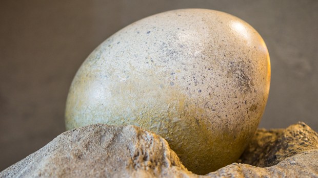 DINOSAUR EGG