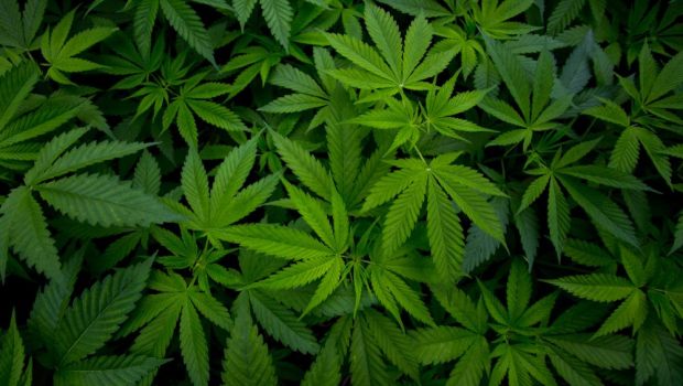 CANNABIS