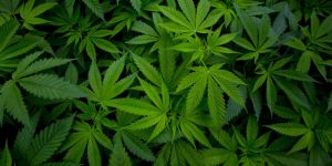 Mi hijo adolescente fuma cannabis ¿qué hacer?