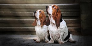 Cómo bendecir una mascota&#8230; y la propia vida