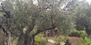 Tras las huellas de Jesús: Con Jesús en el Huerto de los Olivos