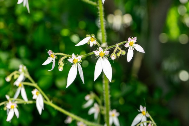 Flor saxifraga