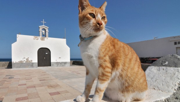 gato