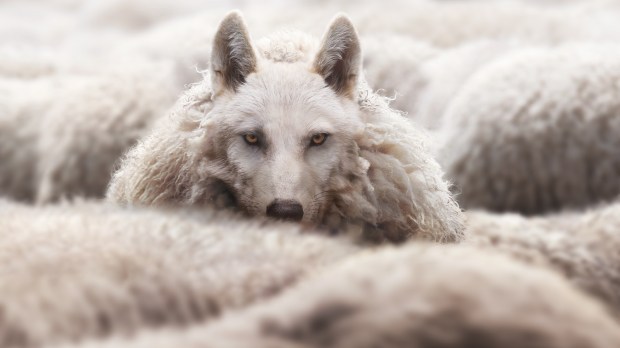 wolf or sheep