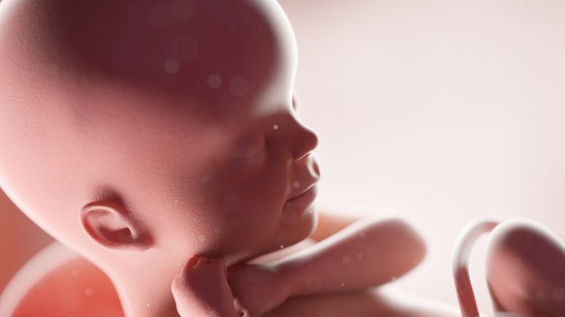 Embrión dentro del vientre