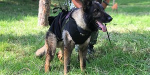 Murió Proteo, perro rescatista de México en la zona del terremoto de Turquía
