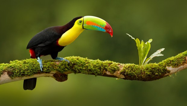 tucan