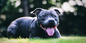 Cómo un perro ayudó a una madre autista a dar a luz a su bebé