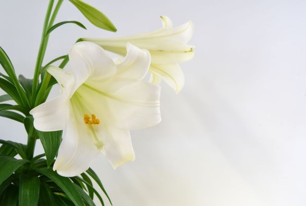 Pascua